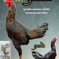 เข็มทองฟาร์ม&พม่าเบอร์แข้ง