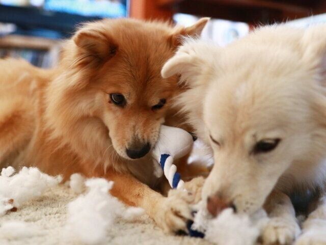 犬がいないと 何となくひま 穴澤賢の犬のはなし いぬのきもちnews