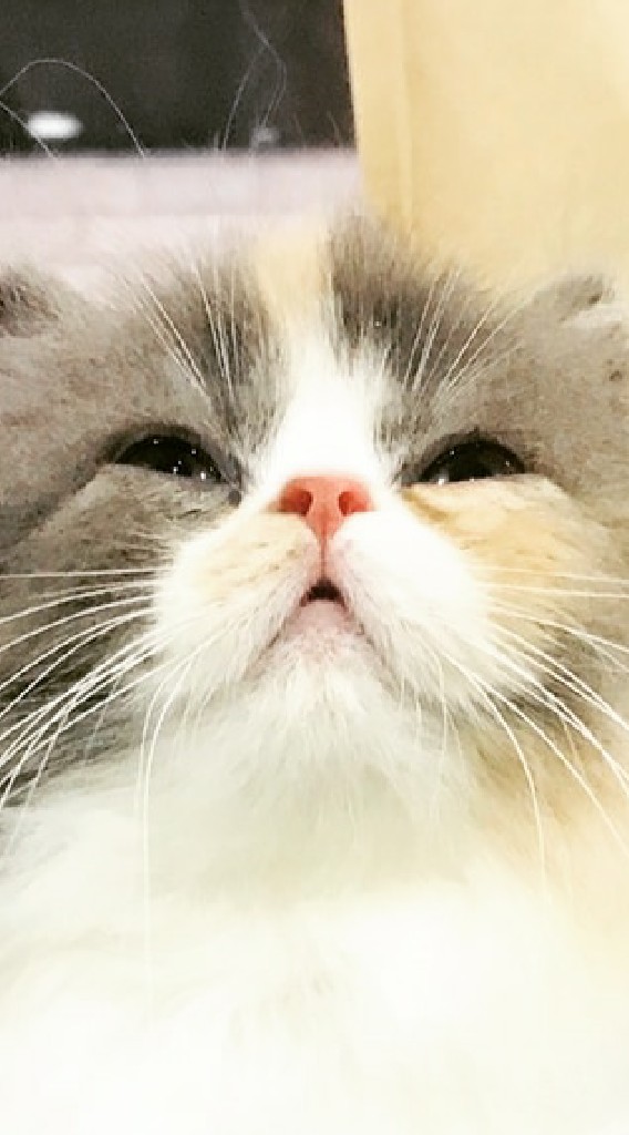 貓咪派對