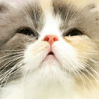 貓咪派對