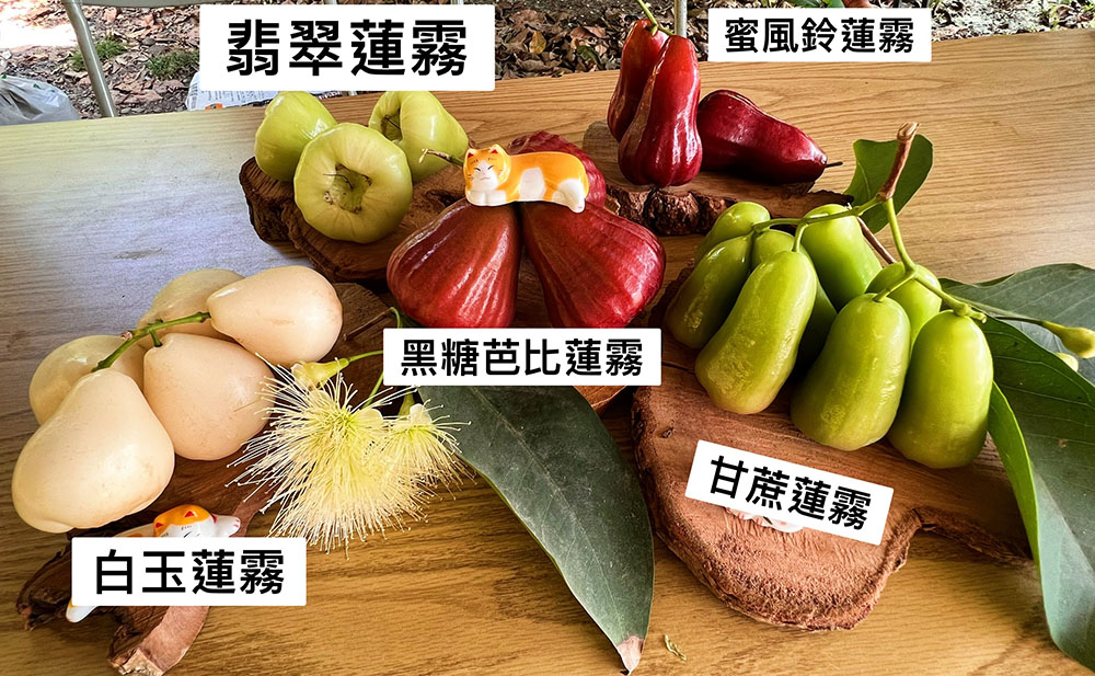 六龜鮮采蓮霧果園主要種植鳳山試驗所研發授權的黑糖芭比蓮霧，還種植白玉、翡翠，以及小個頭通體碧綠的甘蔗蓮霧等多樣品種。(上：攝影/ Naru；下：圖片提供/六龜鮮采蓮霧果園)