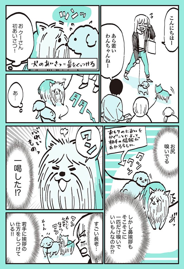 テンションの高い若手2匹が現れ シニアの風格が出せるか うちのトイプーがアイドルすぎる