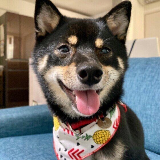 犬の驚くべき生態4選 いぬのきもちnews