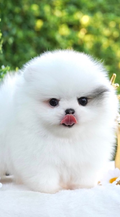 น้องปอมเมอเรเนียน ส่งฟรีทั่วประเทศ