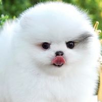 น้องปอมเมอเรเนียน ส่งฟรีทั่วประเทศ
