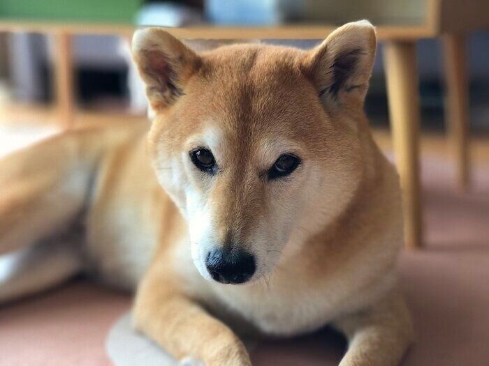 犬と一緒に寝ることをおすすめできない理由とは