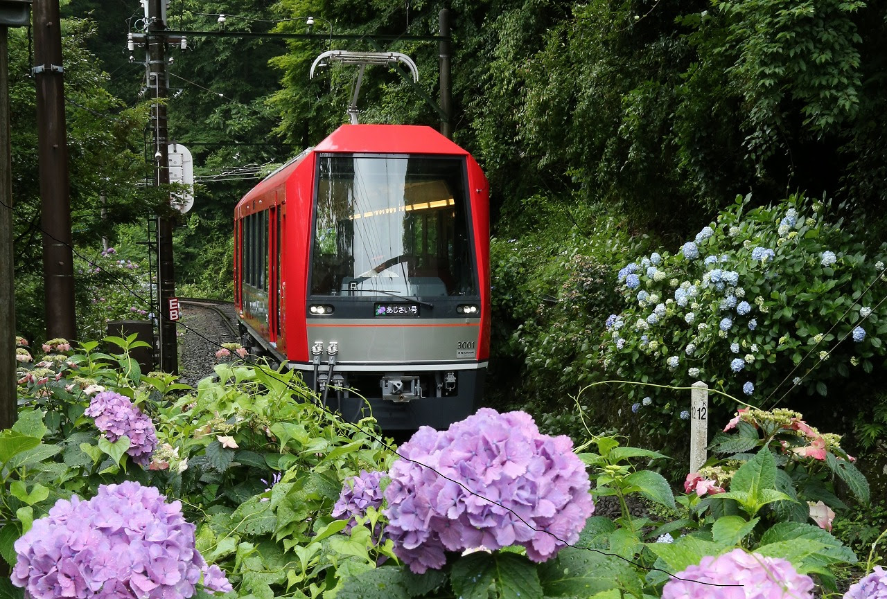 19年六月限定箱根紫陽花盛開 紫陽花號電車 夜之紫陽花號預約搭乘資訊 Line購物