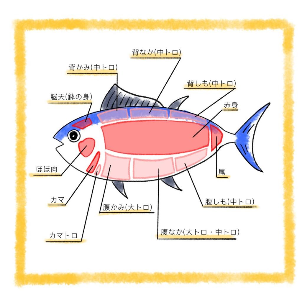 「大トロ」と「中トロ」の境界線はどう決める？ お値段は結構違うけど実は（AERA）