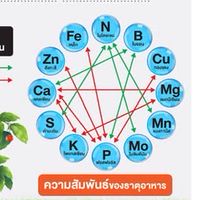 ทำธาตุอาหารพืชใช้เอง