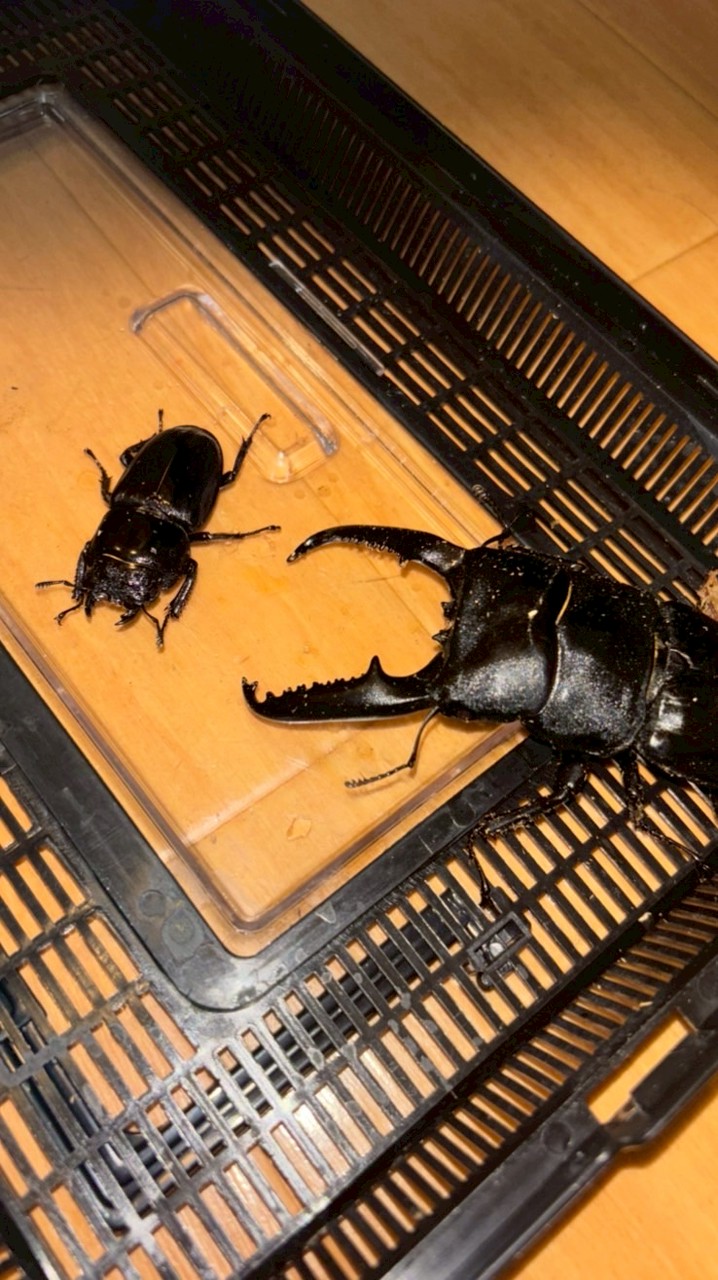 クワガタ飼育者の集い