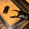 クワガタ飼育者の集い