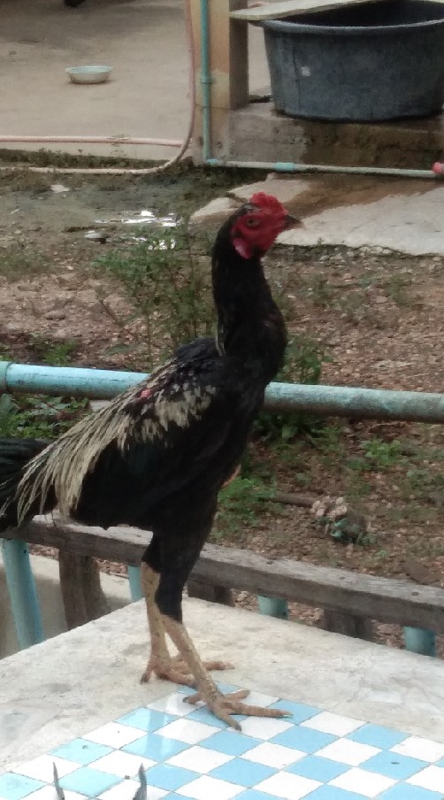 PIYAWAN. FARM