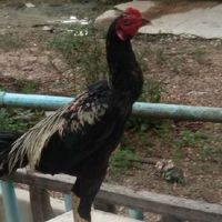 PIYAWAN. FARM