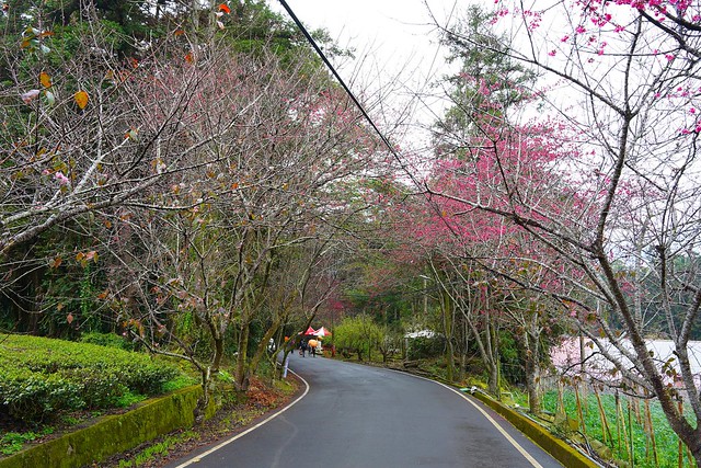 2022草坪頭櫻花季