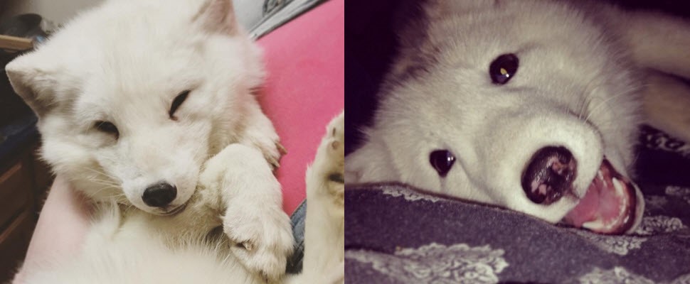 你有聽過狐狸的笑聲嗎？狐狸超萌笑聲讓你想重聽100遍！