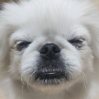 もちᐡ｡• ·̫ •｡ᐡ(配信通知のみ！)