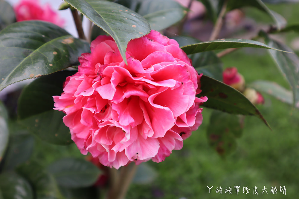 新埔普羅旺斯小木屋餐廳，超夢幻的雨滴蛋糕和草莓飲品，新竹賞櫻景點推薦！