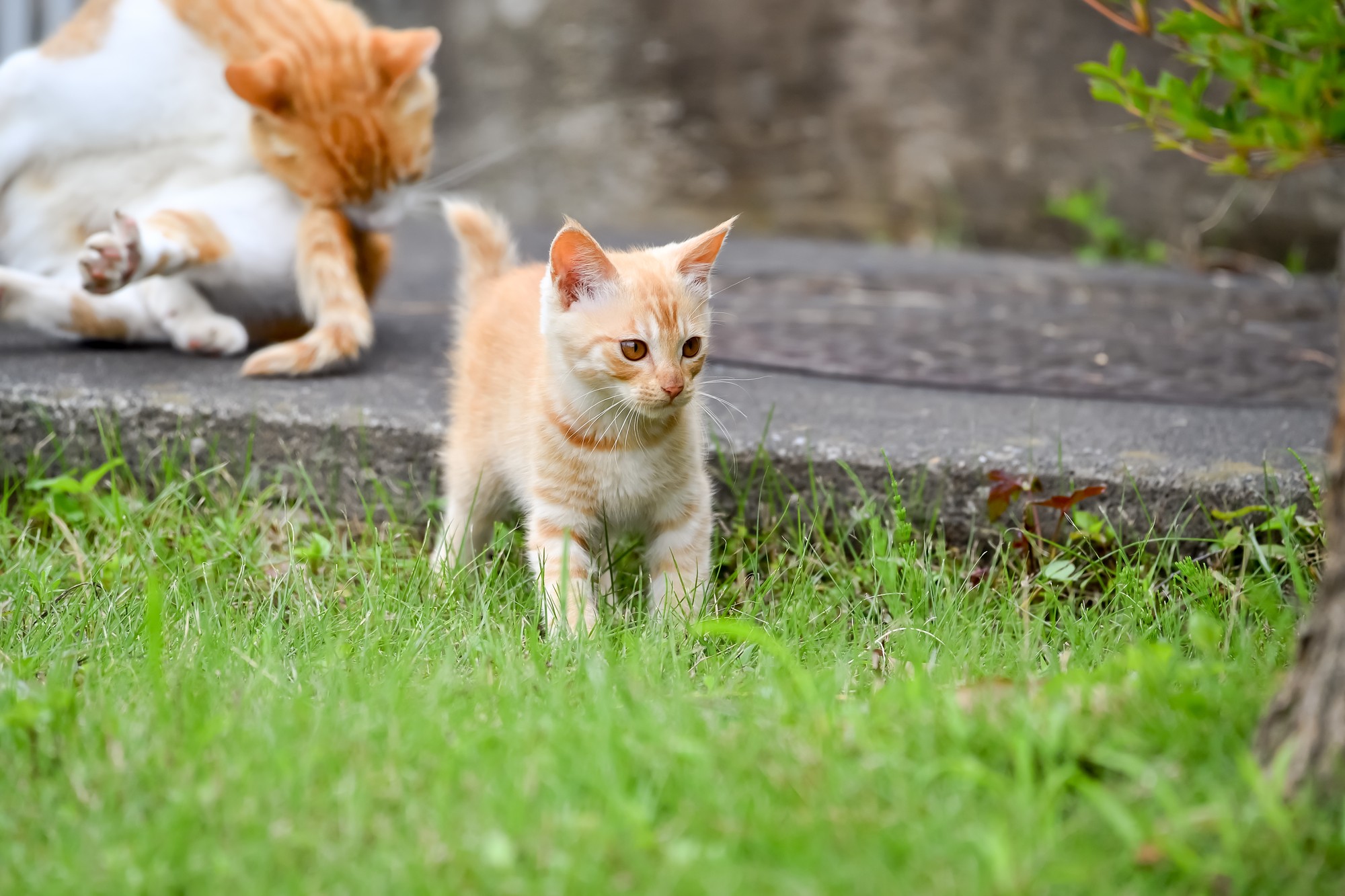 猫が体をスリスリするのはなぜ