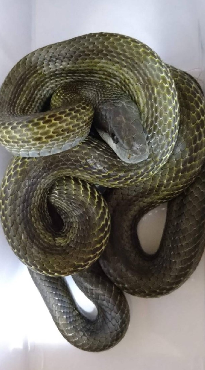 🐍アオダイショウ🐍教のオープンチャット