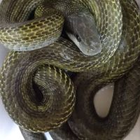 🐍アオダイショウ🐍教