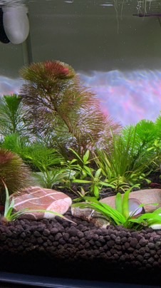 志同🌊🌱水族