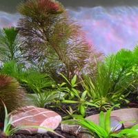 志同🌊🌱水族