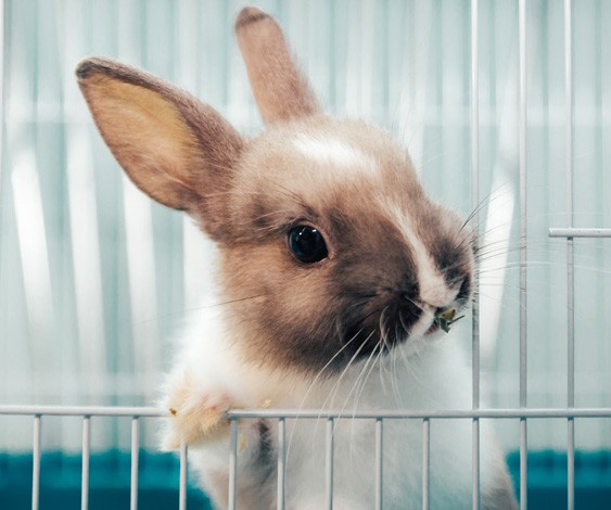 もうすぐ冬毛にチェンジ 換毛前にやっておきたい うさぎの防寒対策 ふうたの飼い主 毎日が発見