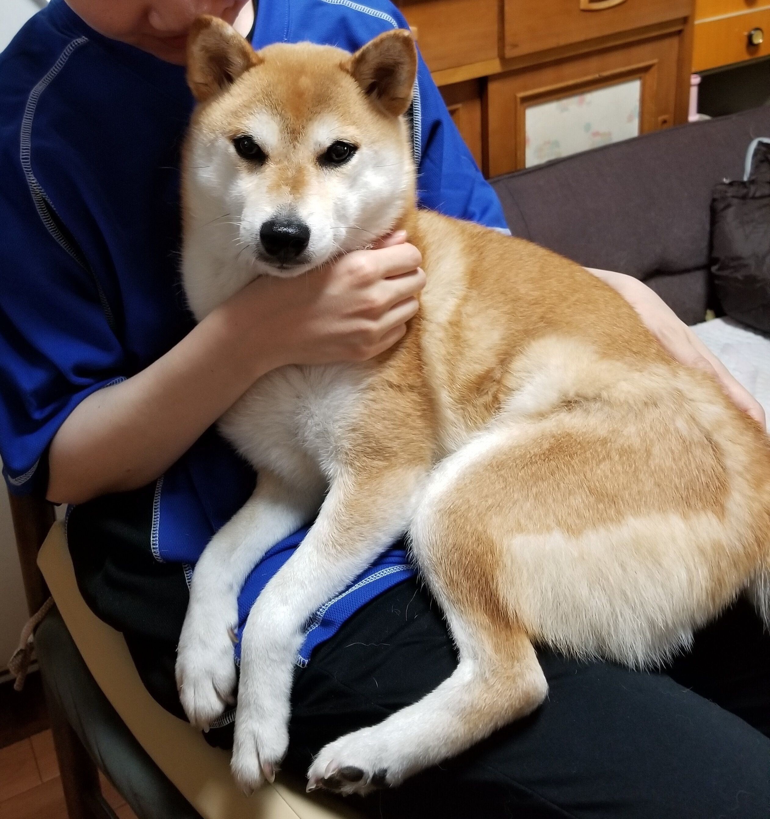 抱きしめたくなる 愛犬モチーフの うちの子クッション