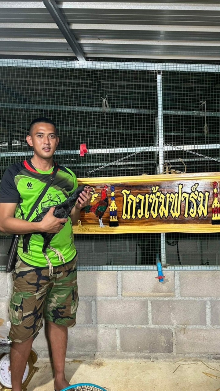 ไชยเวชฟาร์มเพชรบุรี(สายเลือดมังกร🐓💯🐲🐂)