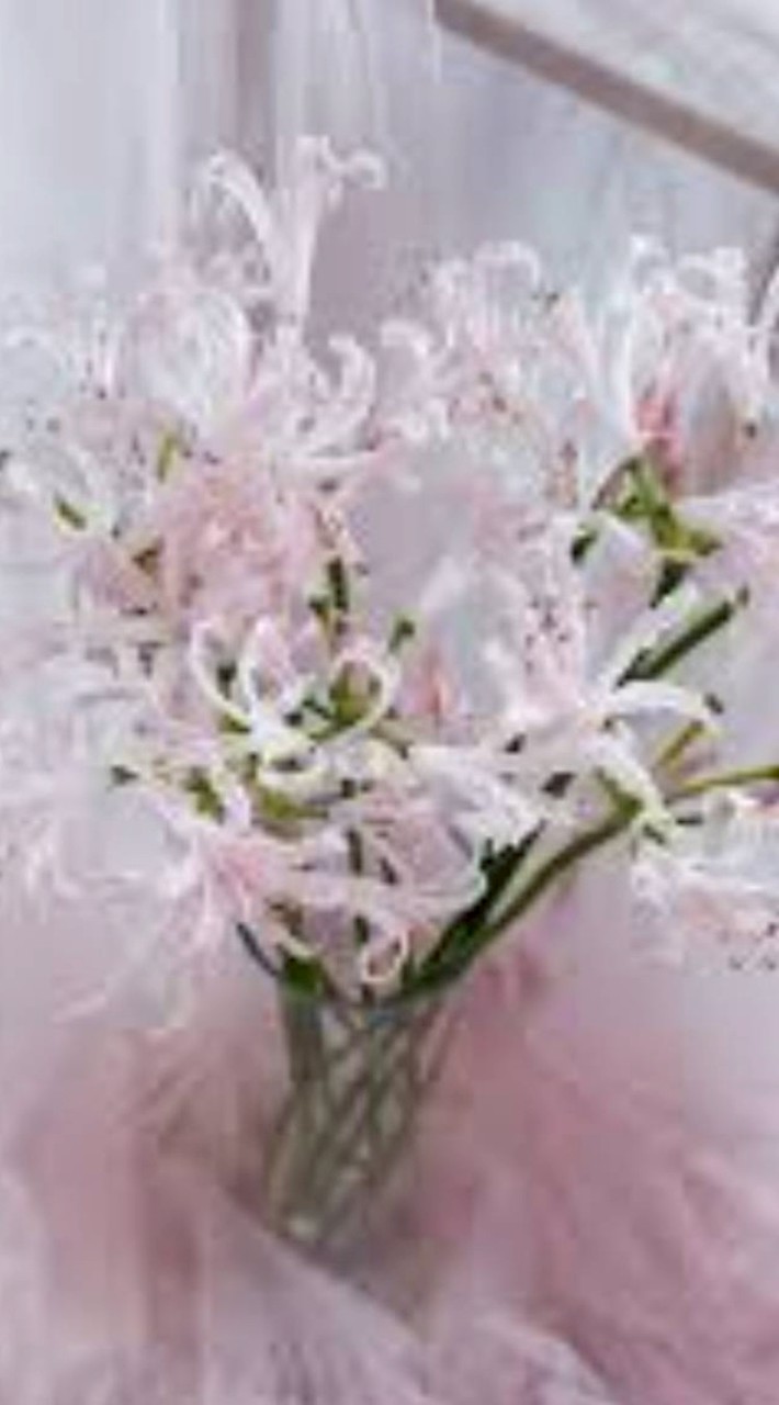 粉色彼岸般的你，依然耀眼！