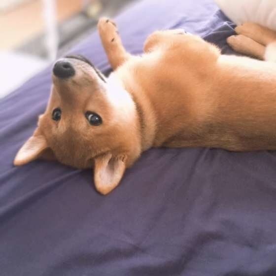 オレの背中は預けた 犬が背を向けてくるのは信頼の証