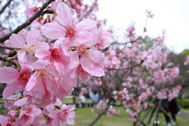 百花齊放迎新年 台北花季22引爆賞花潮 野旅行 Line Today