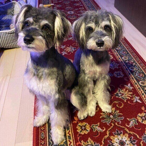 犬の 多頭飼い 経験者が語るリアルな体験談が参考になる