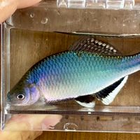 日本淡水魚好きな人集まれ〜（本オプ）