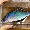 日本淡水魚好きな人集まれ〜（本オプ）