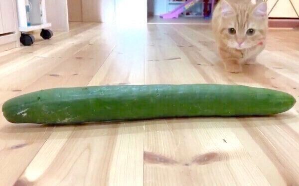 巨大きゅうりに グルグル と喉を鳴らしじゃれつく猫