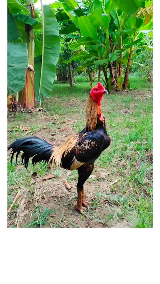 ไก่ชนบ้านบ้าน🏠