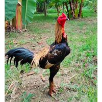 ไก่ชนบ้านบ้าน🏠