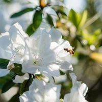 ***杜鵑花節***