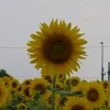 【小野市】おのひろば🌻