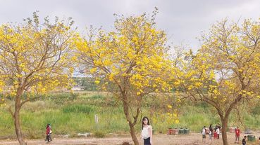 嘉義最紅兩大景點｜嘉義九重葛v.s嘉義黃金風鈴木 約會必去聖地 ！！