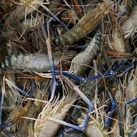 鴻昌釣蝦場-龜山店