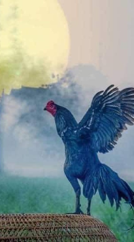 ชื้อขายแบ่งปันไก่ชนทุกสายพันธุ์