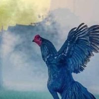 ชื้อขายแบ่งปันไก่ชนทุกสายพันธุ์