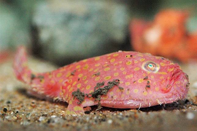 把大王具足蟲吃下肚 東京太陽城水族館冬季限定活動帶你潛入深海 妞新聞 Line Today