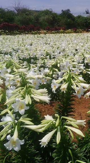 沖永良部百合(オキノエラブユリ)の歴史・えらぶゆり生産を応援しよう！！💐💮🥀