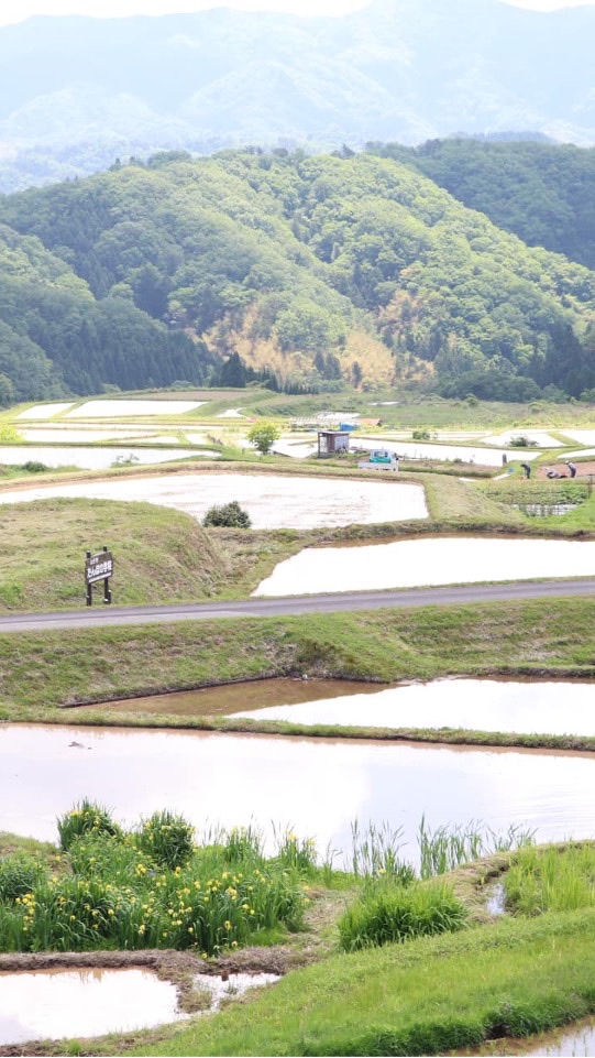 コミカレ🌱「名前/居住地」で統一してね