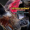 ซุ้ม ดอนเจริญทรัพย์ 🐓