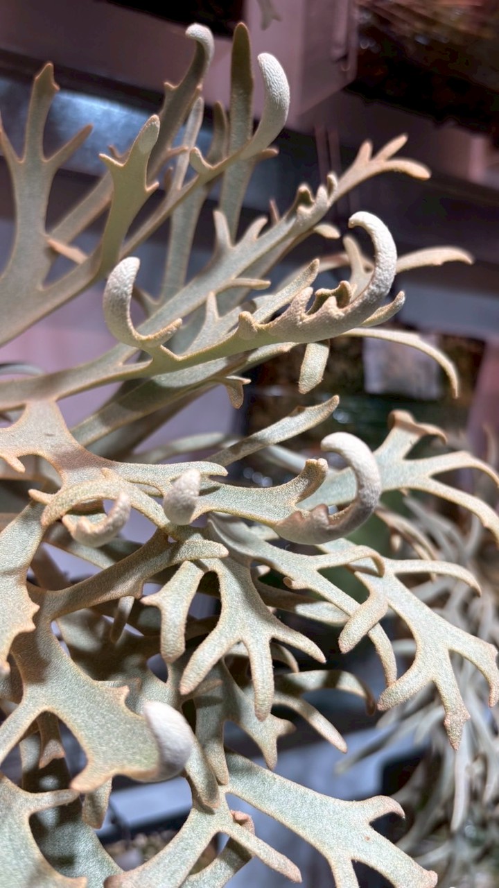 藝種鹿侵Deer Invasion