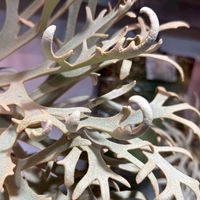 藝種鹿侵Deer Invasion
